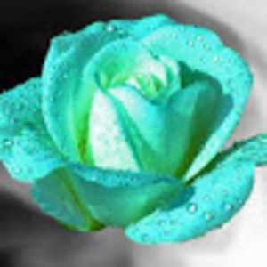 Meet your Posher, Lacey